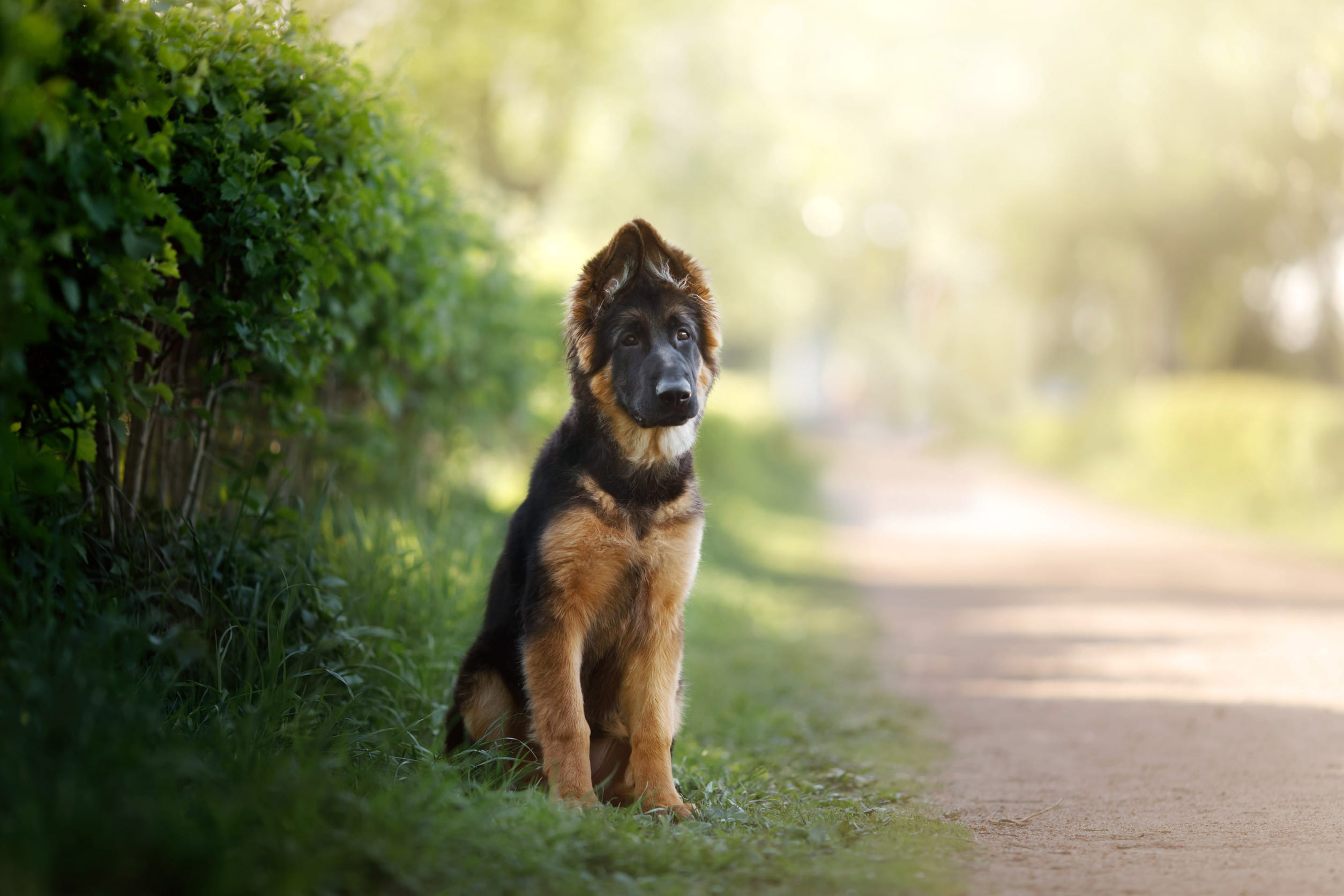 restricted dog breeds - German Shephard