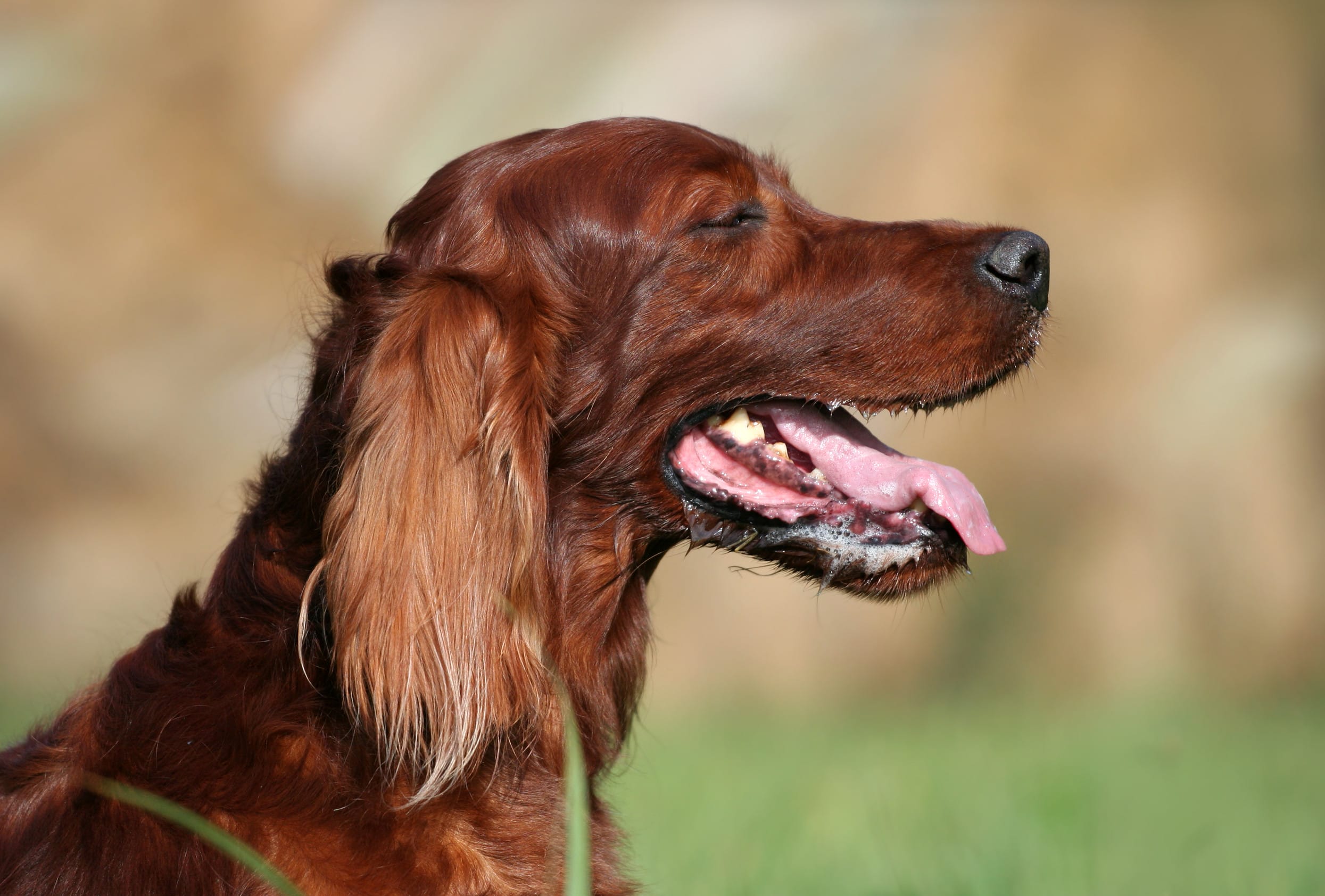 Irish Setter friendliest dog breeds