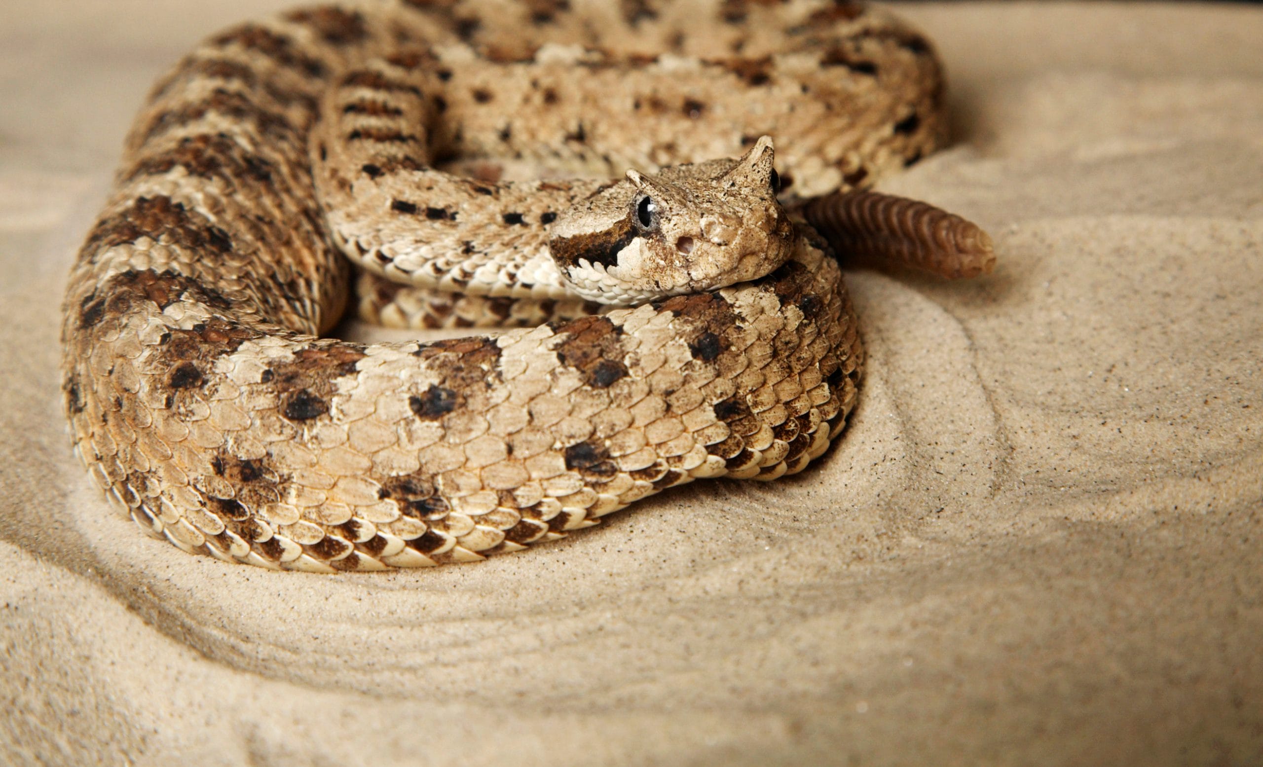 leave wild creatures alone