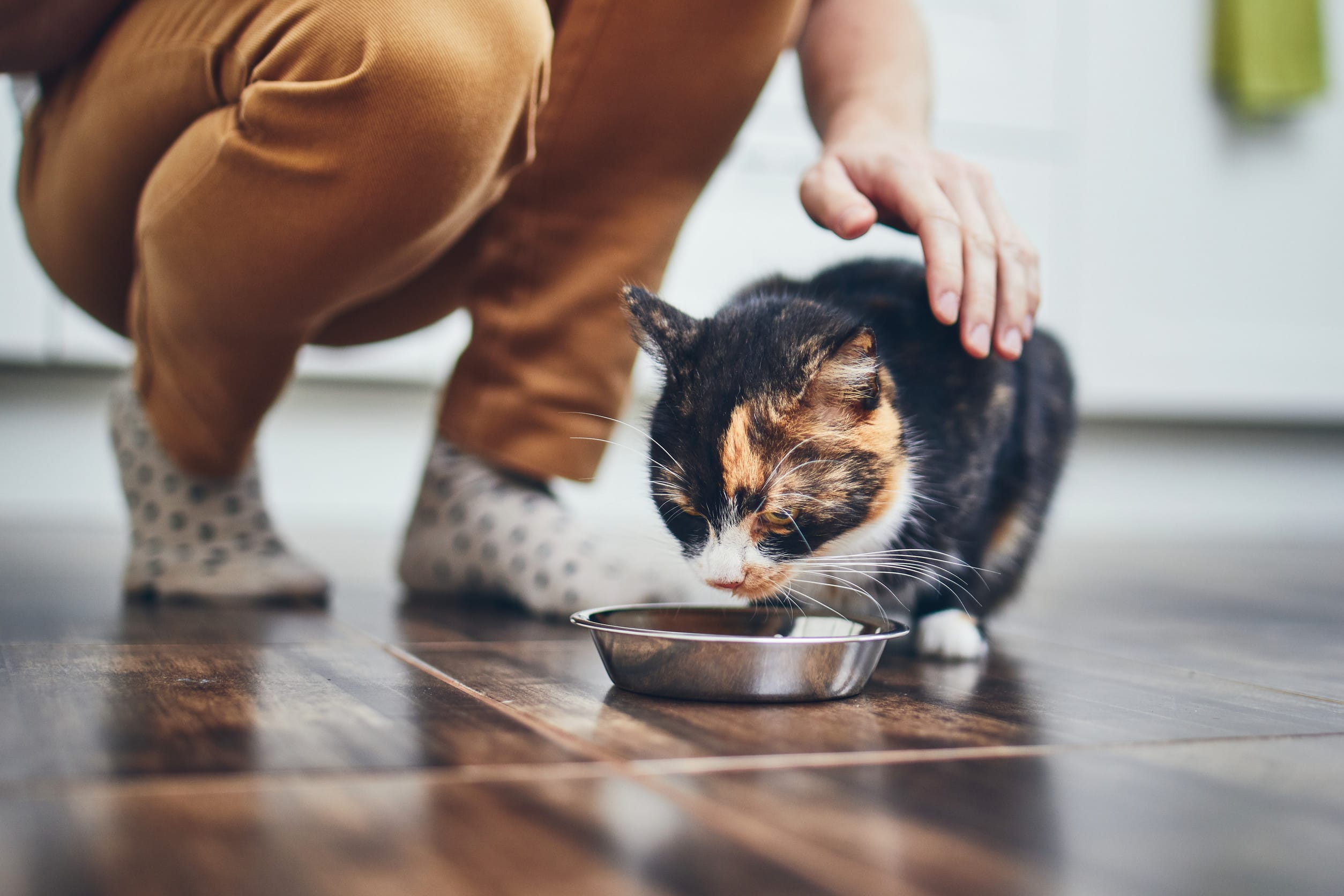 A cat eating its food, which is a product that has been recalled for deadly reason