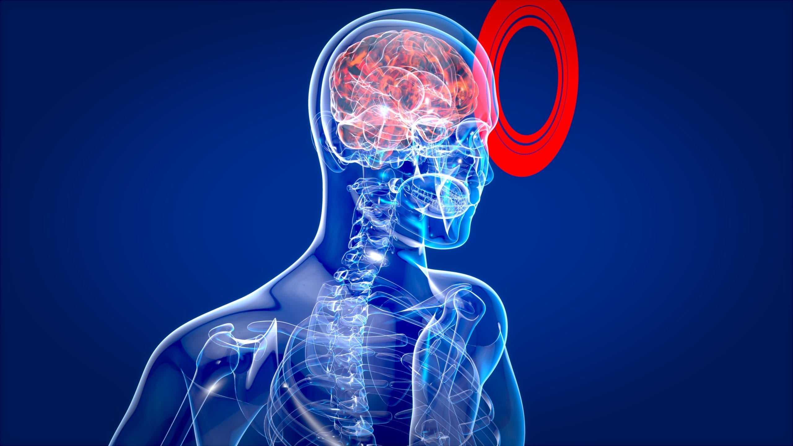 Human and brain xray, human anatomy, 3D Illustration