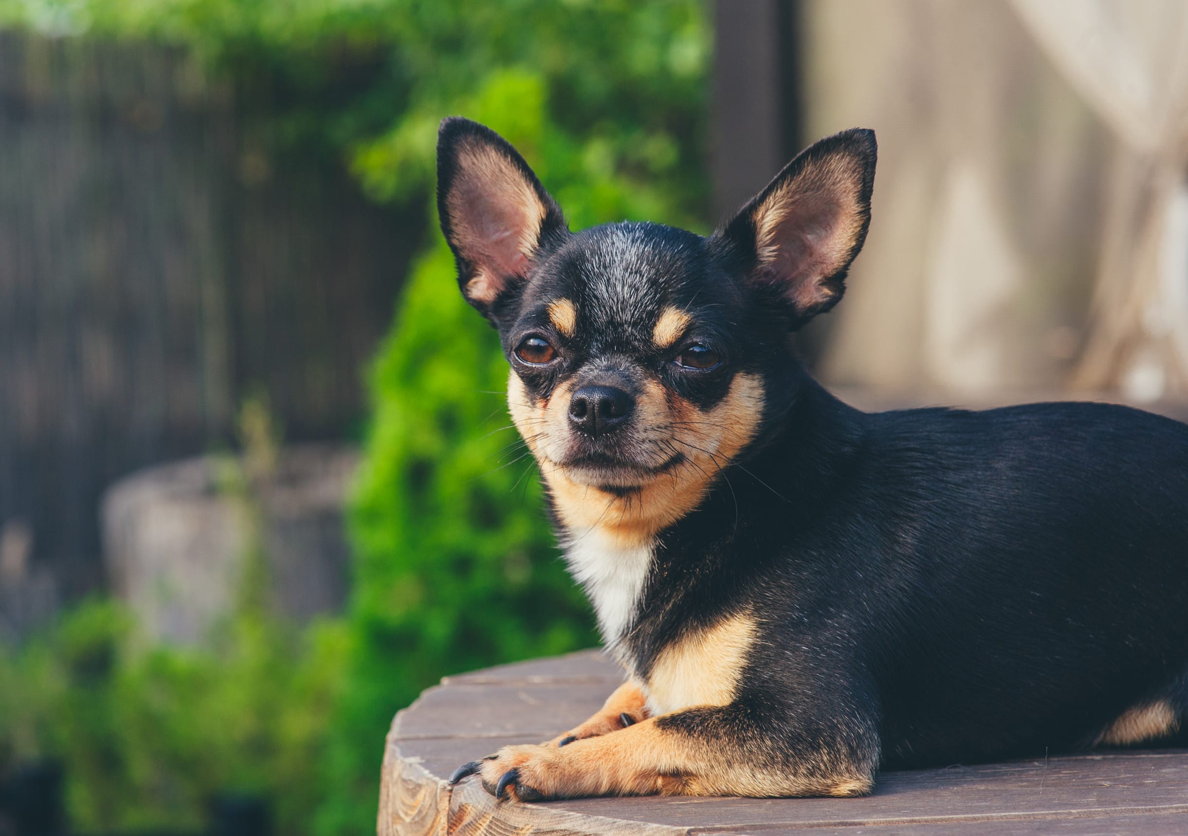 dog breeds with pointed ears Chihuahua