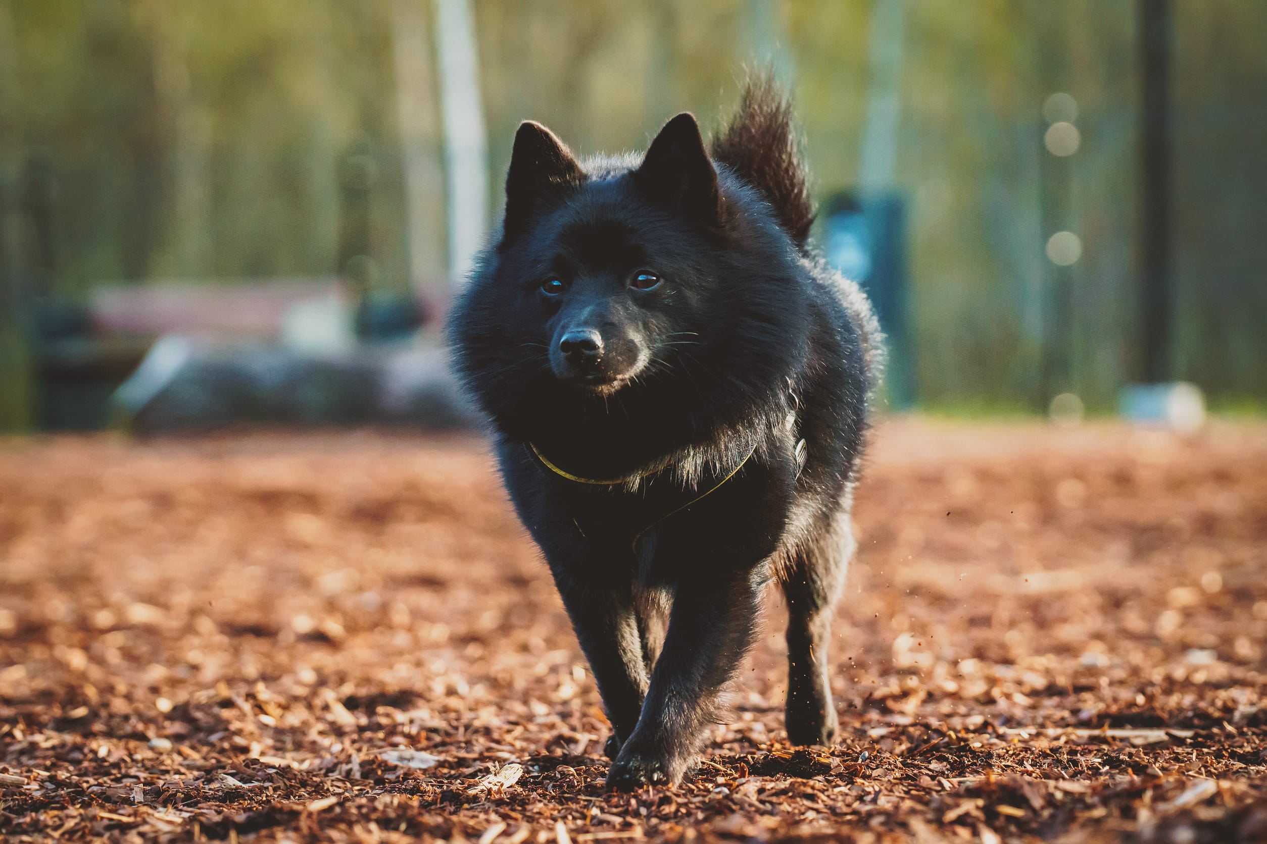 Schipperke dog breeds