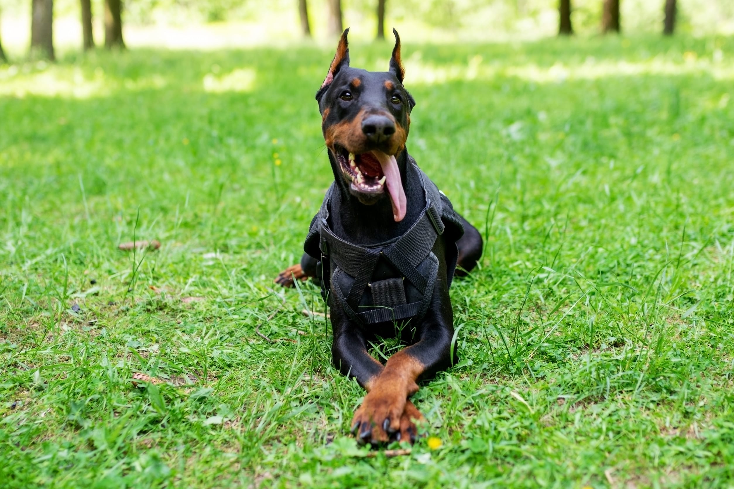 restricted dog breeds - Doberman