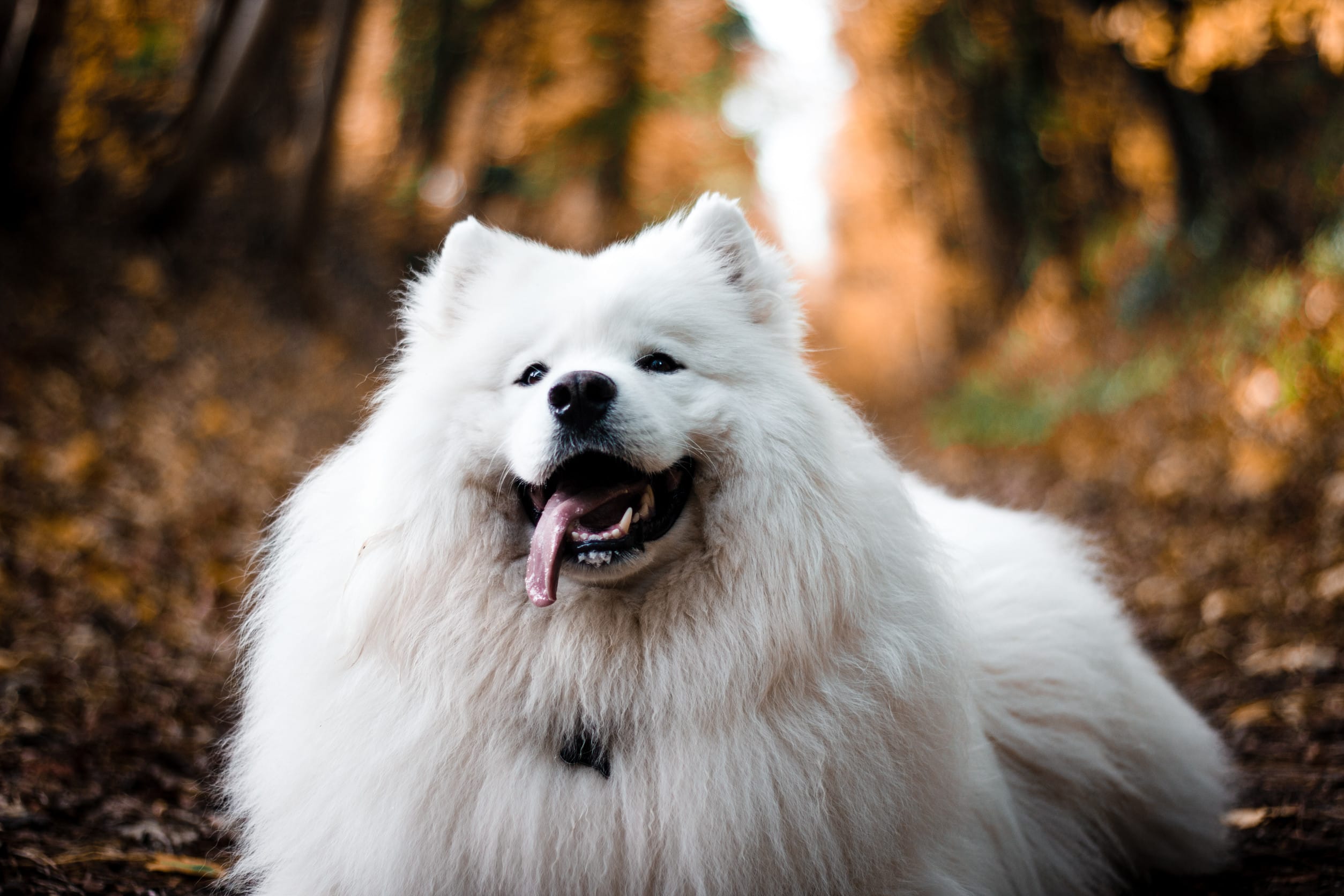 Samoyed