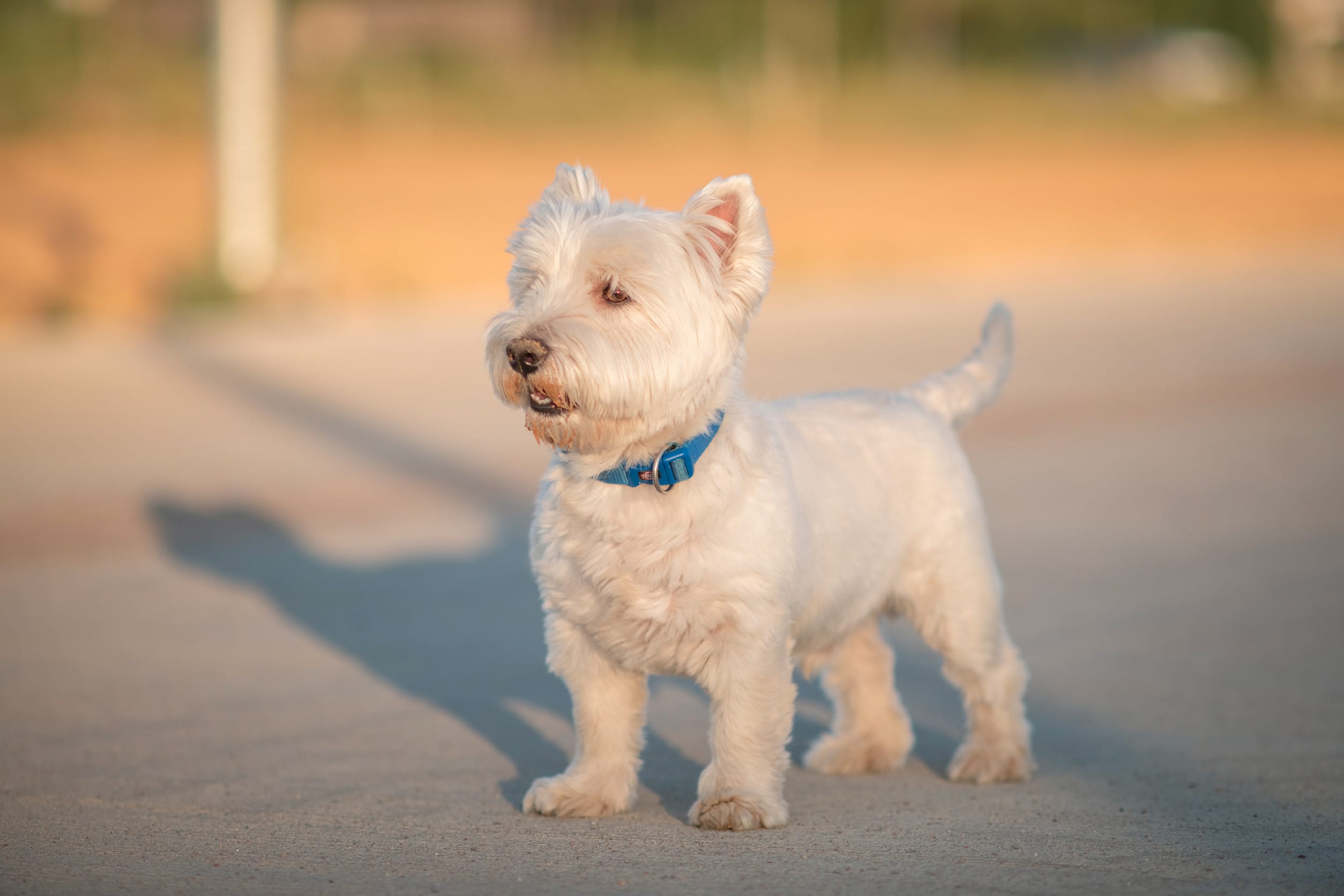 West Highland Terrier