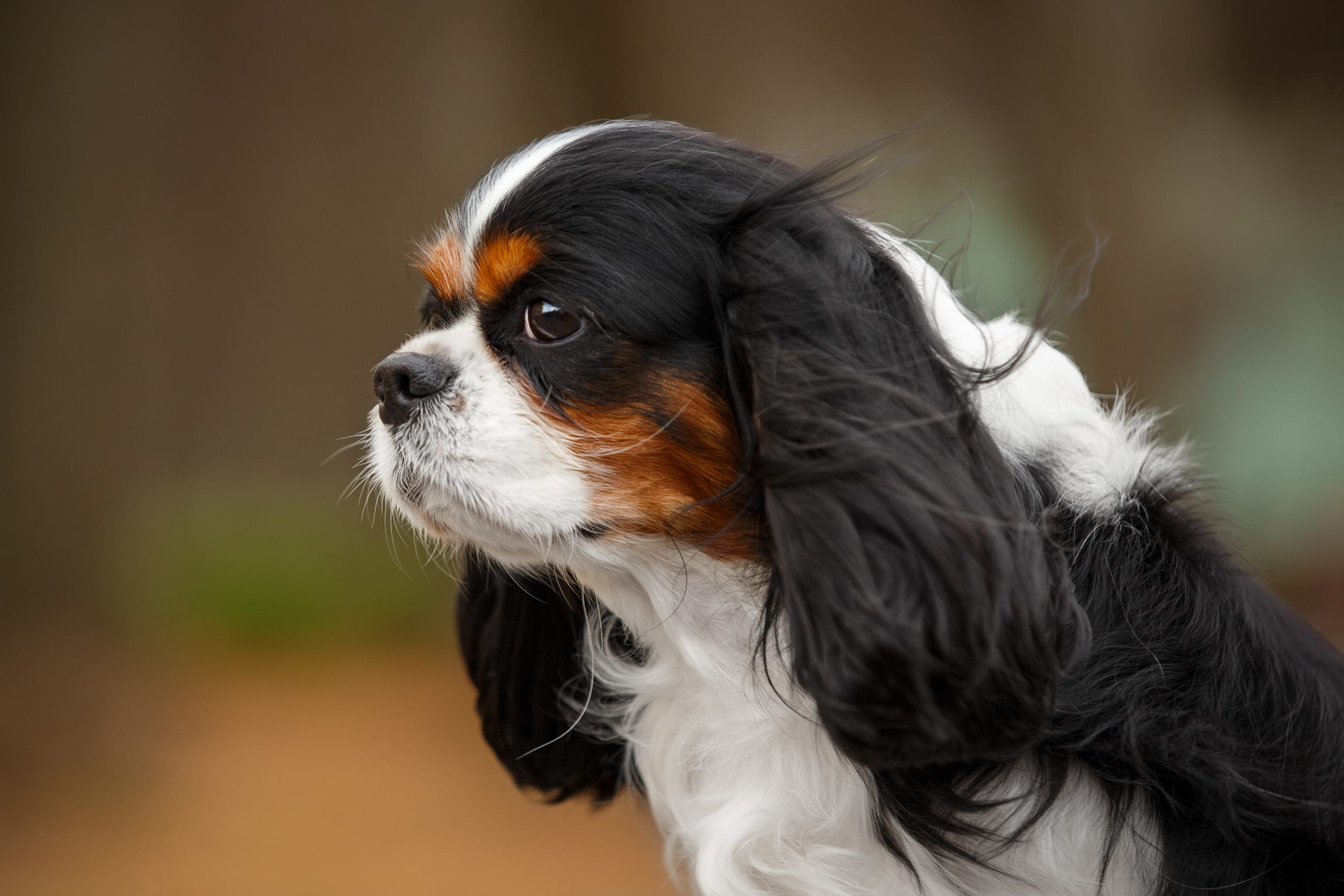 Cavalier King Charles Spaniel 