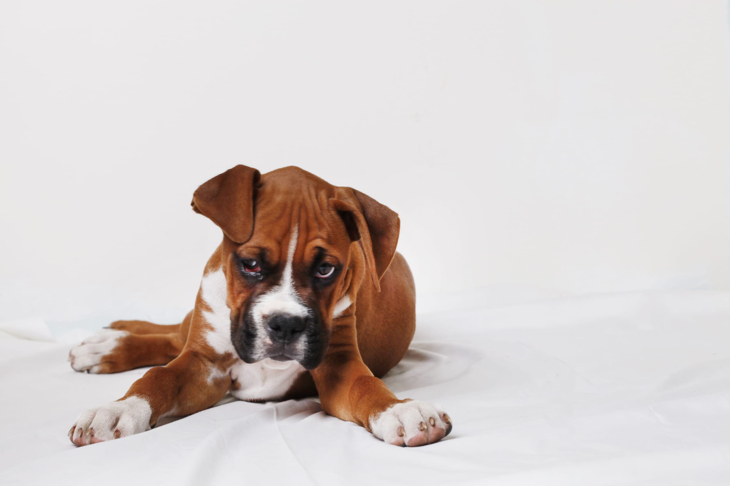 Boxer friendliest dog breeds
