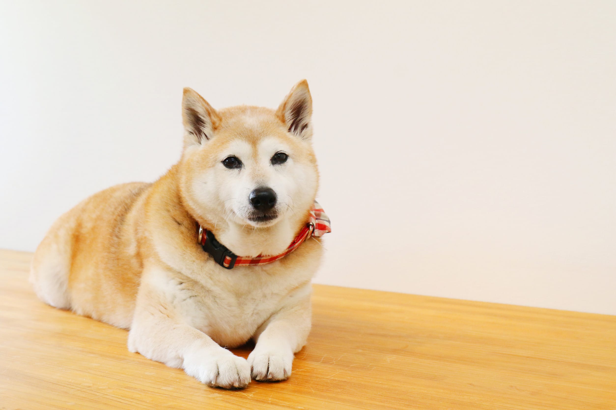 Shiba Inu pointed ear dog breeds