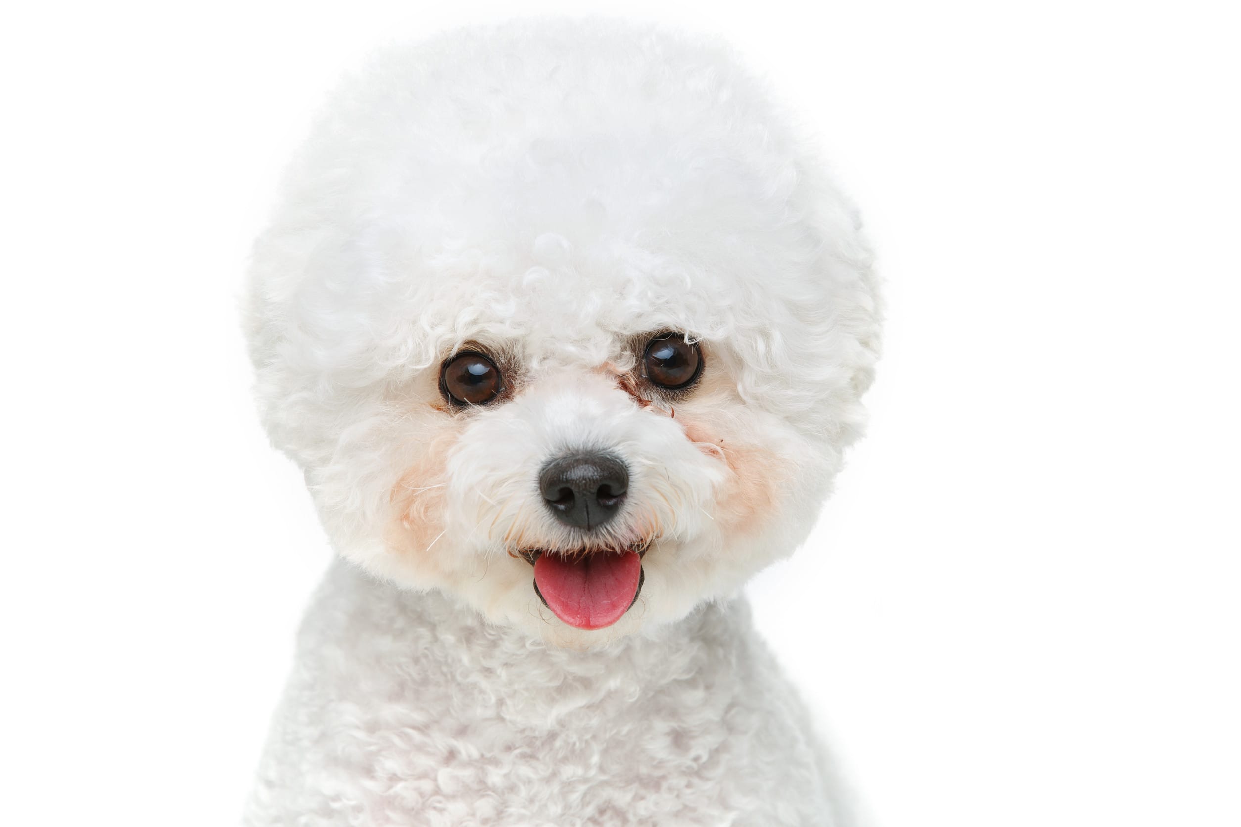 Bichon Frise