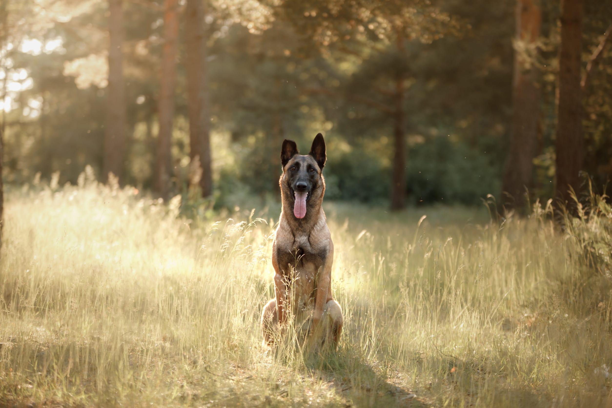 Belgian Malinois