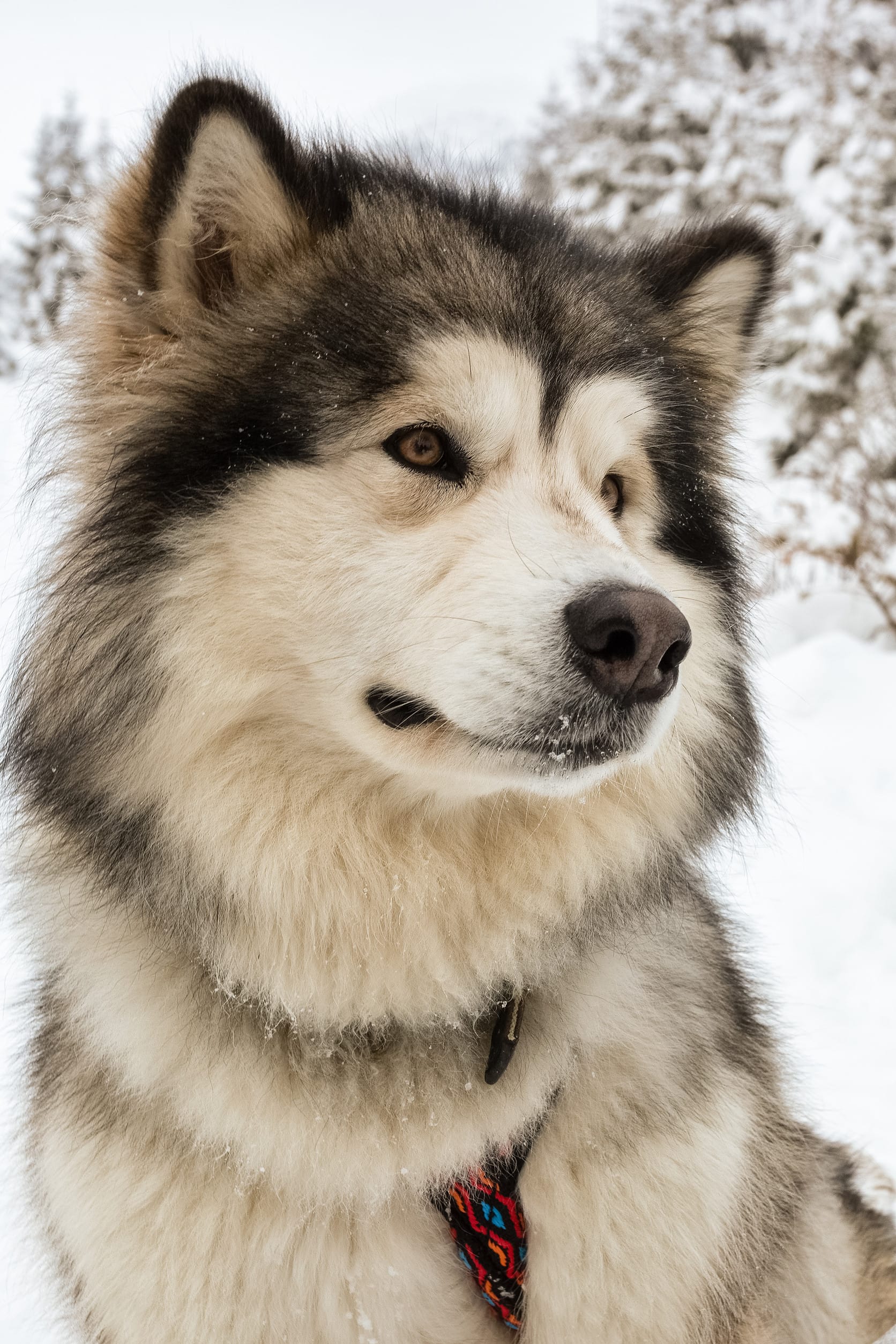 Alaskan Malamute - dog breeds