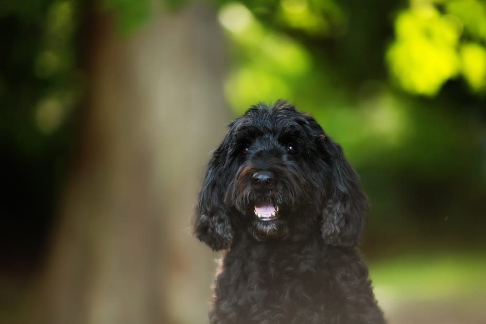 non-shedding dog breeds - Portuguese Water Dog