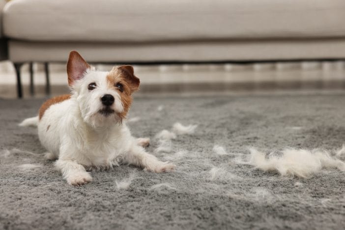 Here Are 7 Signs Your Dog Is Suffering from "Winter Itch"