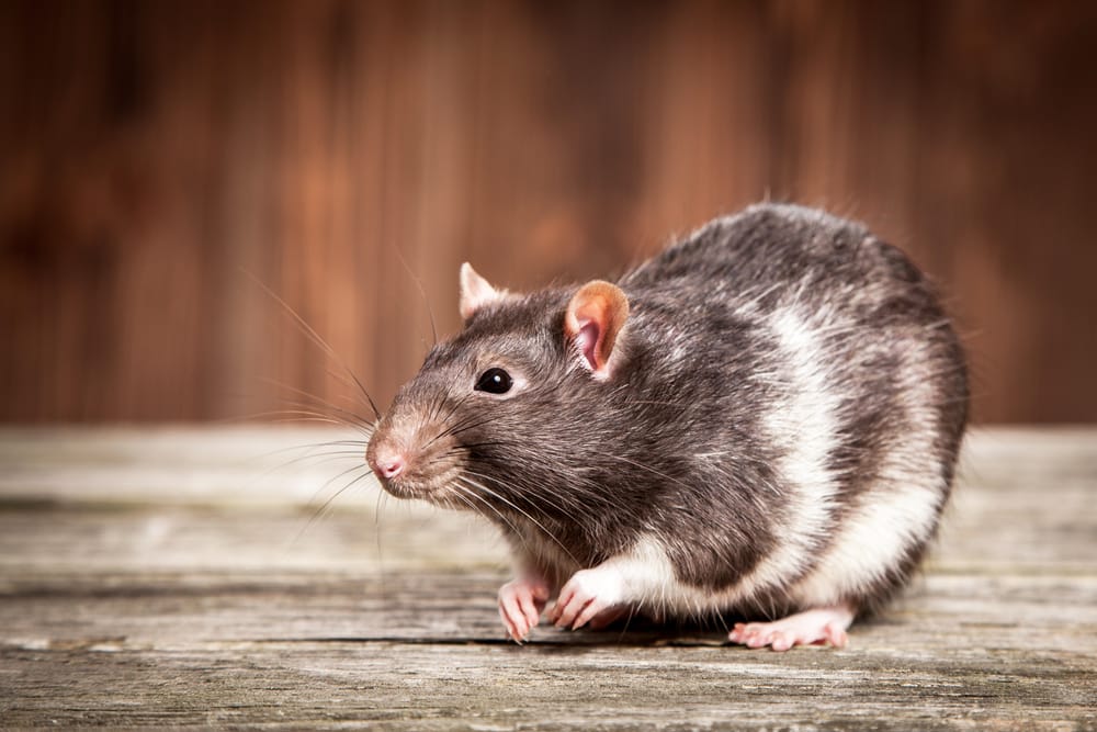 rodent